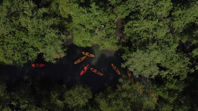 Aerial view of a kayak tour through the mangrove forest, Paraty, Brazil