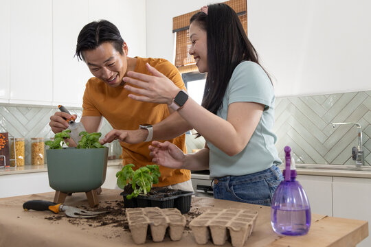 Diverse couple planting seedlings on kitchen countertop, using trowel, spray bottle, green planter