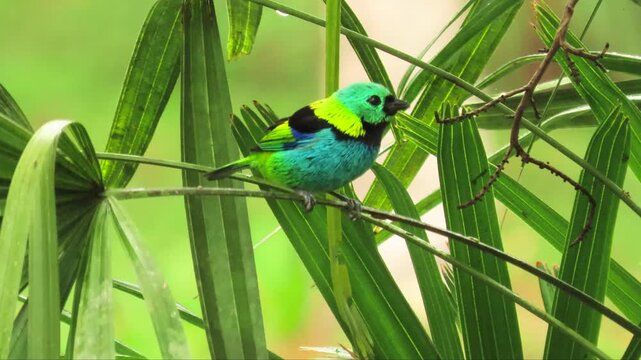 Colorful green-headed tanager bird perched on palm leaf representing tropical biodiversity