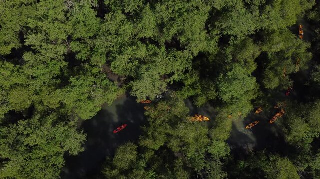Aerial view of a kayak tour through the mangrove forest, Paraty, Brazil
