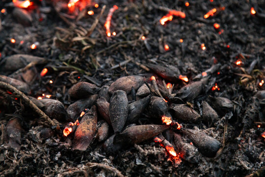 Close-up of fire-roasted pine nuts (sapecada de pinhao), a traditional Araucaria seed roasting in South Brazil