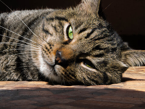 Gato gris atigrado descansando bajo el sol