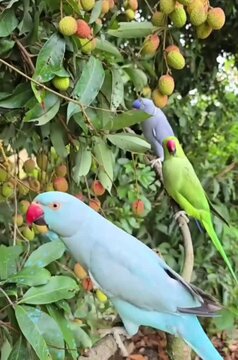 parrot on a branch