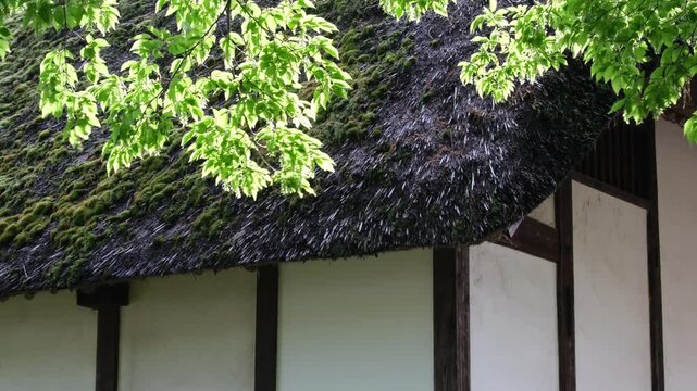 茅葺屋根と新緑