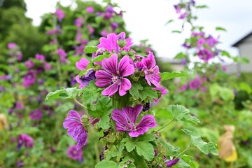 Obraz premium Common mallow (Malva mauritiana) flowers. Malvaceae perennial herb. It blooms in early summer with five-petaled reddish-purple flowers.
