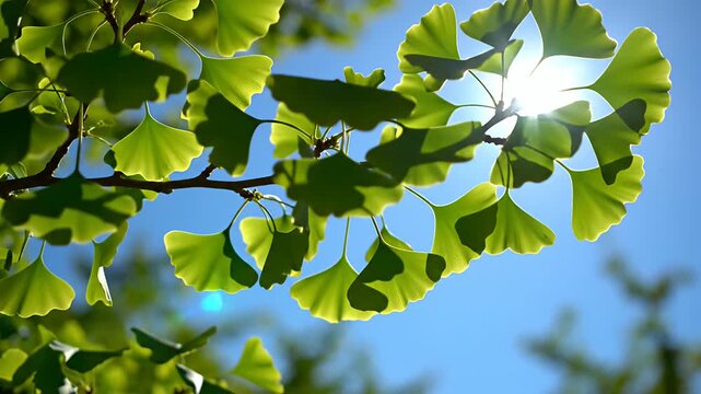 Sunlit green ginkgo biloba leaves against a blue sky.