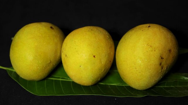 fresh ripe Alphonso variety mangoes arranged on green leaf with water droplets and dark background
