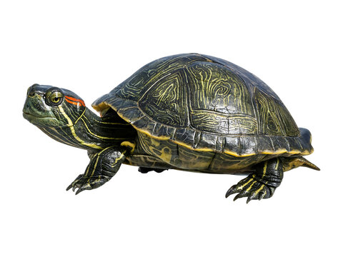 Red eared slider turtle with detailed shell texture on transparent background red eared chelonian reptile herpetology