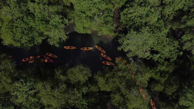 Aerial view of a kayak tour through the mangrove forest, Paraty, Brazil