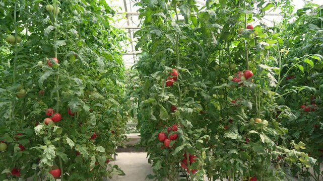 Tomato plants growing in controlled hydroponic greenhouse environment