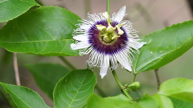Delicate passion fruit flower blooming in close-up with fresh green leaves and soft natural light.