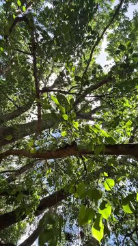 Sunlit bo tree canopy seen from below, with leaves filtering bright sky and gentle wind movement.