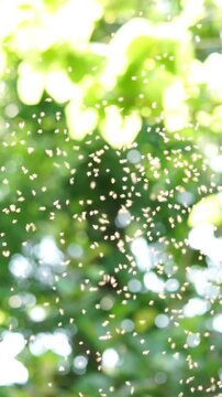 Group of stingless bees gathering in a sunlit background with soft bokeh and shallow depth of field.