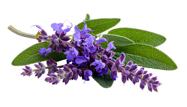 Purple Sage Flowers and Green Leaves Isolated on White Background