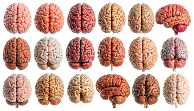 Realistic Human Brain Anatomy Medical Science Isolated On Transparent Background