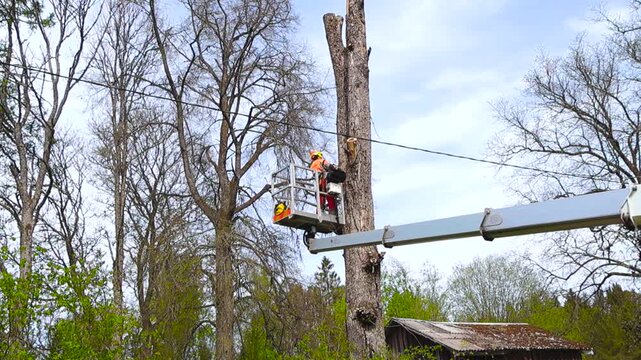 Professional arborist working in an aerial work platform, using a chainsaw to cut down a large tree trunk section by section for safe removal in a residential area during spring