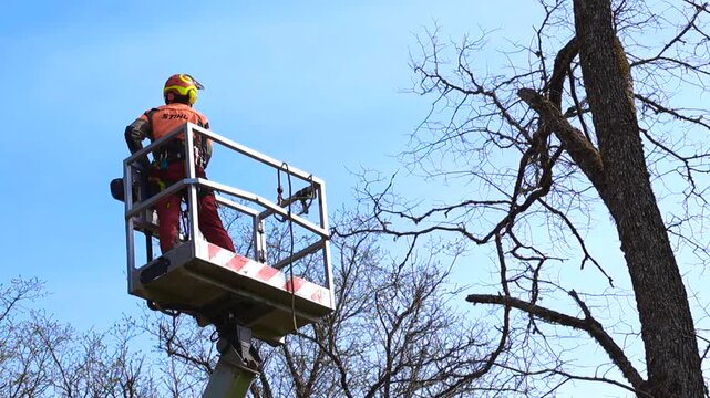 Professional arborist wearing safety gear using a chainsaw to prune a large, bare tree from the basket of an aerial lift, with a clear blue sky in the background during a sunny day