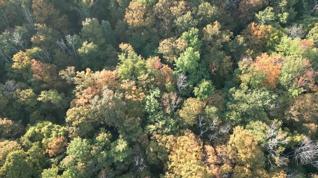 Autumn Forest Canopy Aerial Over Catskills Mountains &ndash; Drone 4K