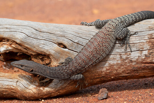 Australian Black-headed Monitor or goanna