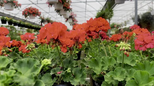 Bright red geranium flowers bloom above round green leaves inside a greenhouse nursery filled with potted plants and hanging baskets. The arched canopy, metal frame, layered flower rows, and soft back