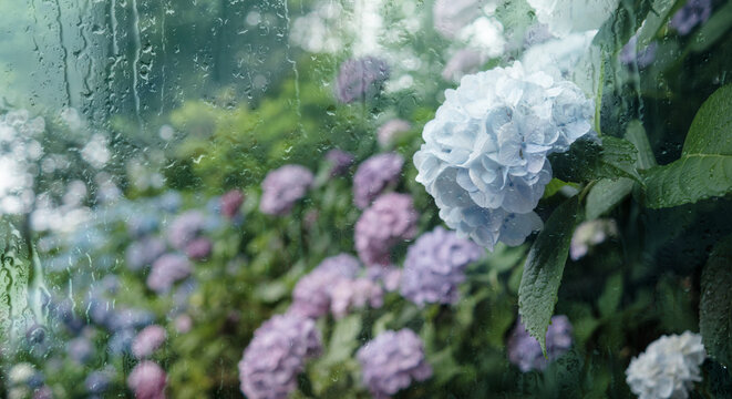 6月、梅雨、滴に濡れた窓越しの紫陽花に降る雨の背景　梅雨前線・天気・季節・日本	