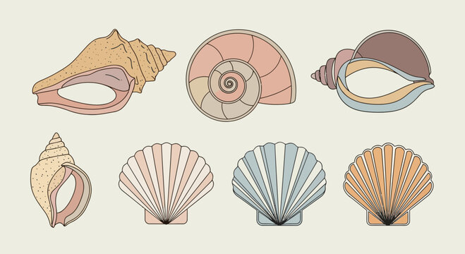 colorful seashells illustrations