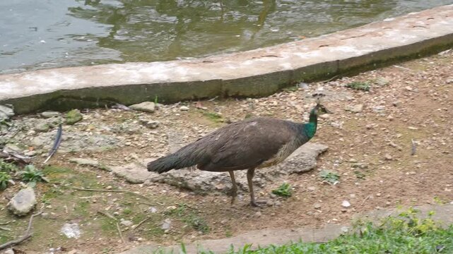 peahen walking in aviary with nature sound of other bird in background, blue female peacock walking in the park, wading birds in the park footage