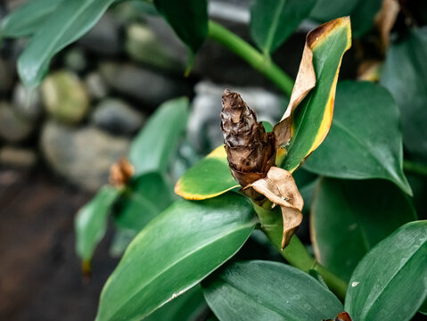 Red Costus Plant Showing Signs of Stress and Leaf Discoloration
