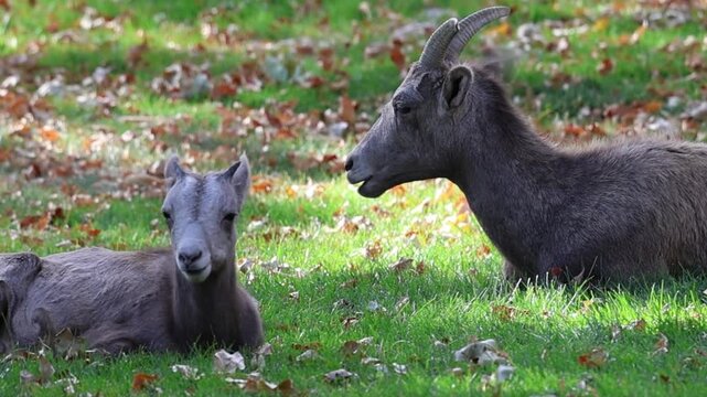 Bighorn sheep ewe close - up