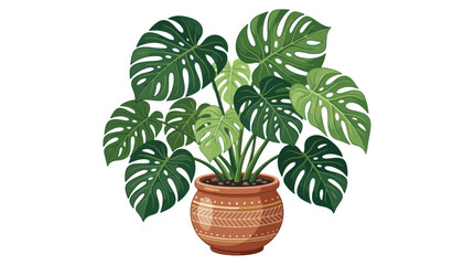 Monstera Plant in Decorative Pot, Tropical Houseplant, Isolated on White Background © jono