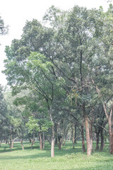 Obraz premium Layered forest corridor creates a restorative meditation setting. Quiet trunks with soft greenery evoke therapeutic outdoor calm. Natural depth supports mindfulness wellness relaxation campaigns
