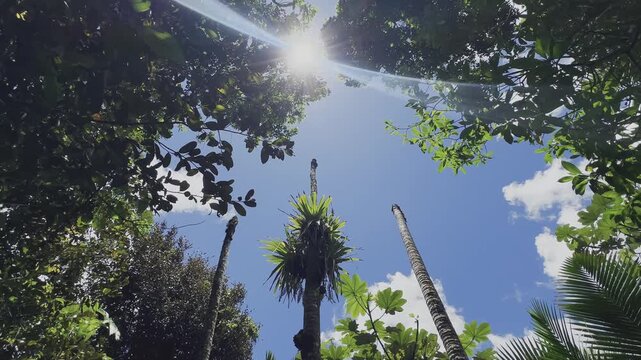 sun through trees, tropical canopy, blue sky, white clouds, palm trunks, leafy frame, sun flare, bright sunlight, tree canopy, upward view, tropical forest, green leaves, palm fronds, tall trees, fore