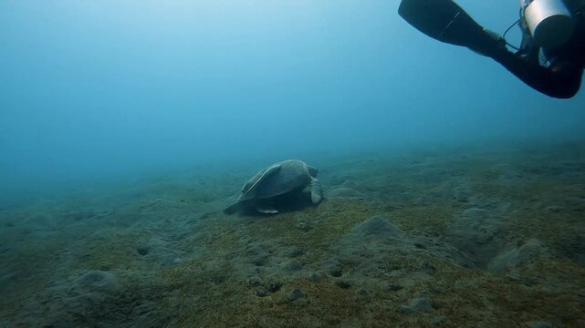 Remora fish swimming over a sea turtle resting on the sandy ocean floor in Marsa Alam. Amazing marine wildlife symbiosis in Red Sea Egypt.