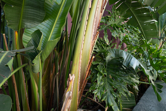 Fresh palm tree growth in a Florida Tropical garden