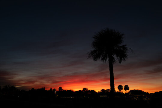 Beautiful sunset and city lights with silhouetted palm trees on the Florida Coast