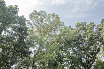 Fototapeta premium Fine textured foliage contrasts with broad crowns beneath pale daylight. Mixed canopy layers offer soft botanical scenery for calming interiors. Airy treetop composition supports nature, wellness, 