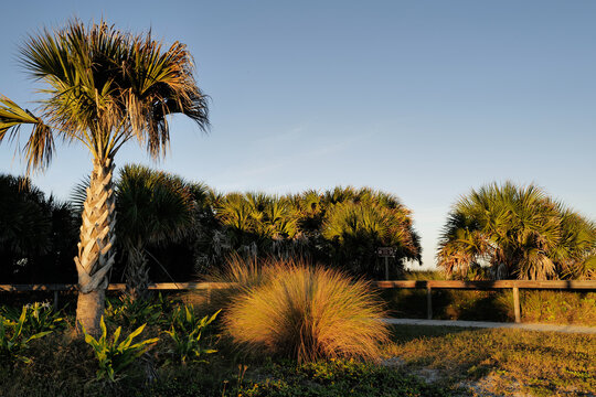 Sunset light on tropical plants on the beach in St. Augustine Florida