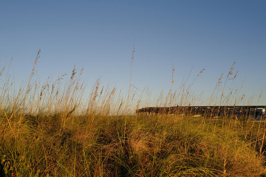 Wooden boardwalk across the sand dunes surrounded by beautiful native plants in st. Augustine Beach Florida