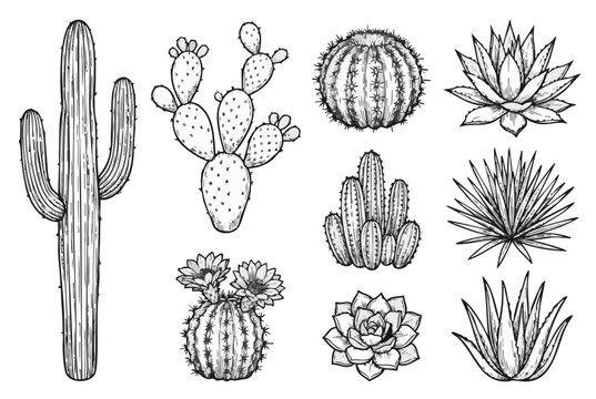Black and white cactus vector set, hand drawn line art illustration
