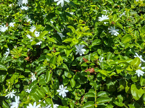 ​Fresh green jasmine bush blooming with small white flowers in sunny day