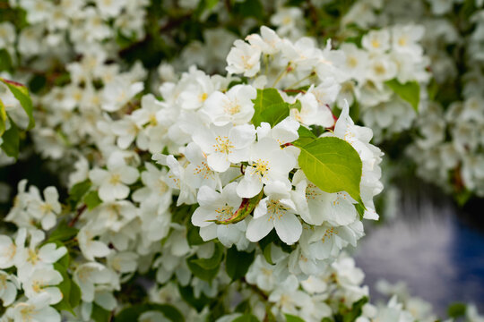 Blooming Malus sieboldii, commonly called Siebold's crab, Siebold's crabapple or Toringo crabapple, is a species of crabapple in the family Rosaceae	