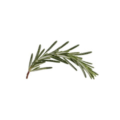 Fototapeta premium A single sprig of rosemary 