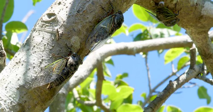 蝉(クマゼミ)が鳴いている4K動画、集音マイクで収録