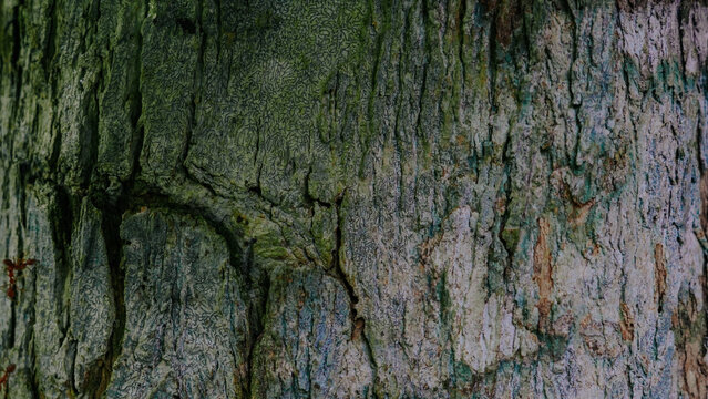 showing the texture of tree bark