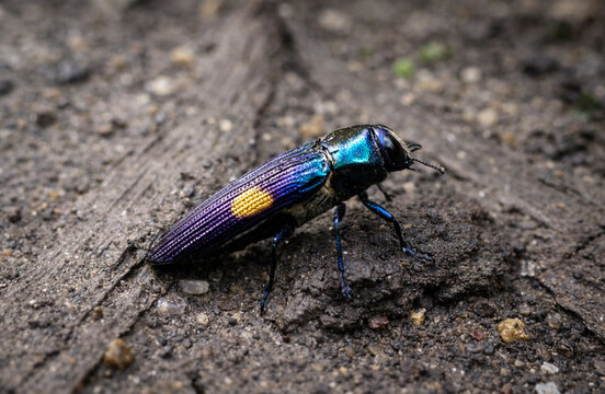 a jewel beetle with an iridescent blue and purple metallic body and a distinctive yellow spot on its wing is crawling on the rough, earthy ground.