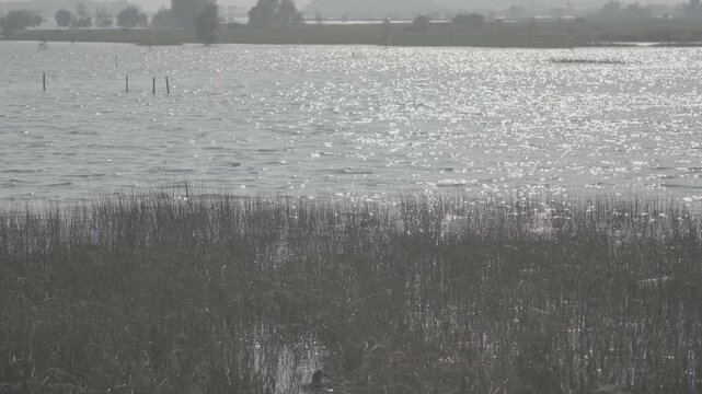 Dry Grass with Lake Background in Natural Landscape ( log profile 10 bit 4:2:2)