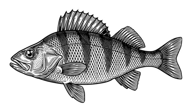 Antique perch fish engraving vector illustration with detailed etched line art isolated on white background