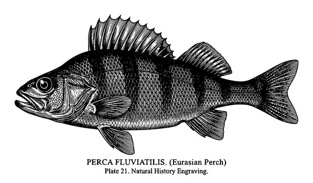 Vintage perch fish etching vector artwork with scientific engraving detail isolated on white background