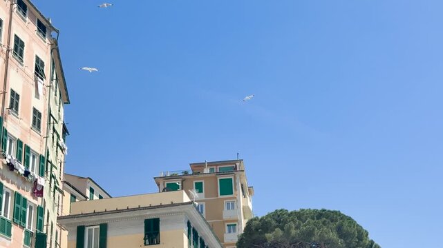 Seagulls Flying Over Colorful Mediterranean Coastal Architecture in Camogli Italy