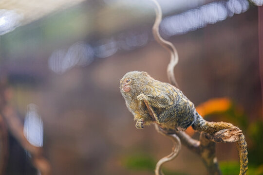 Pygmy Marmoset Perched on a Tree Branch with Soft Bokeh Background